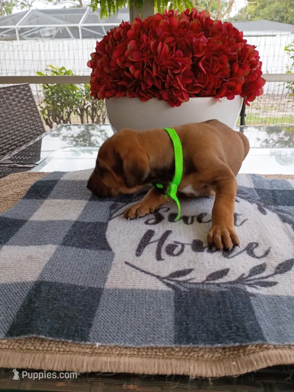 LIME-💚 GIRL – Rhodesian Ridgeback puppy for sale in Fort Myers, FL