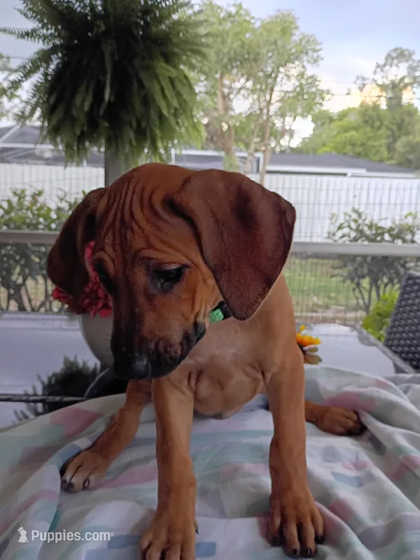 LIME-💚 GIRL-SOLD – Rhodesian Ridgeback puppy on hold in Fort Myers, FL