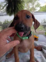 LIME-💚 GIRL-SOLD, a female Rhodesian Ridgeback for sale in Fort Myers, FL – Photo 8 of 10