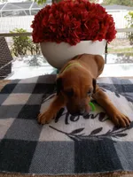 LIME-💚 GIRL, a female Rhodesian Ridgeback for sale in Fort Myers, FL – Photo 2 of 5