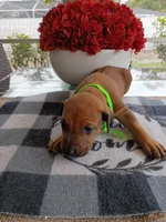 LIME-💚 GIRL, a female Rhodesian Ridgeback for sale in Fort Myers, FL – Photo 4 of 5