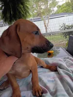 LIME-💚 GIRL-SOLD, a female Rhodesian Ridgeback for sale in Fort Myers, FL – Photo 10 of 10