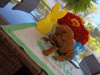 LIME-💚 GIRL, a female Rhodesian Ridgeback for sale in Fort Myers, FL – Photo 10 of 10