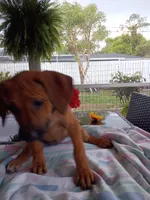 LIME-💚 GIRL-SOLD, a female Rhodesian Ridgeback for sale in Fort Myers, FL – Photo 9 of 10