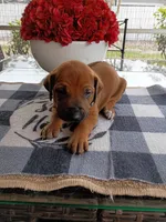 BLACK-RESERVED, a male Rhodesian Ridgeback for sale in Fort Myers, FL – Photo 5 of 5