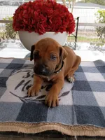 BLACK-RESERVED, a male Rhodesian Ridgeback for sale in Fort Myers, FL – Photo 2 of 5
