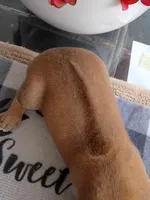 BLACK-RESERVED, a male Rhodesian Ridgeback for sale in Fort Myers, FL – Photo 3 of 5