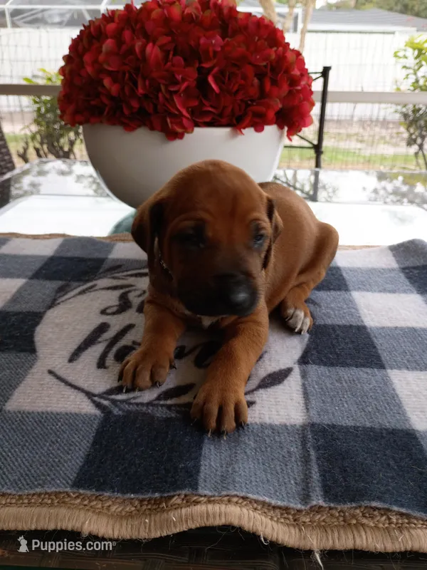 BLACK-RESERVED – Rhodesian Ridgeback puppy for sale in Fort Myers, FL