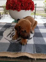 BLACK-RESERVED, a male Rhodesian Ridgeback for sale in Fort Myers, FL – Photo 4 of 5