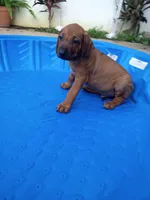 COMING NOVEMBER 2026-CANDY'S PUPPIES , a  Rhodesian Ridgeback for sale in Fort Myers, FL – 3 of 9