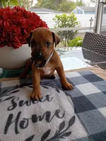 SILVER -🩶- RESERVED, a female Rhodesian Ridgeback for sale in Fort Myers, FL – Photo 2 of 2