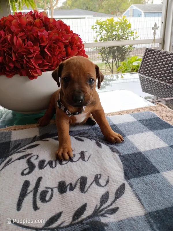 SILVER -🩶- RESERVED – Rhodesian Ridgeback puppy for sale in Fort Myers, FL