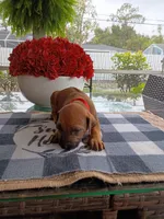 RED-❤️-MALE, a male Rhodesian Ridgeback for sale in Fort Myers, FL – Photo 3 of 5