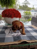 RED-❤️-MALE, a male Rhodesian Ridgeback for sale in Fort Myers, FL – Photo 4 of 5