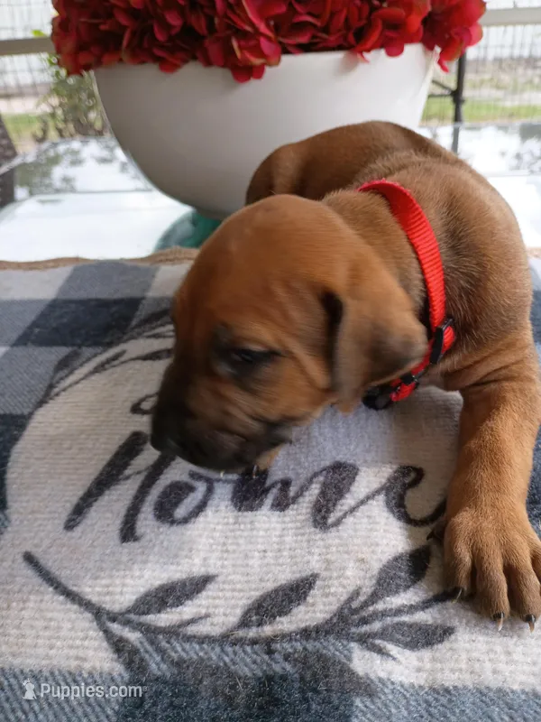 RED-❤️-MALE – Rhodesian Ridgeback puppy for sale in Fort Myers, FL