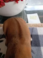 RED-❤️-MALE, a male Rhodesian Ridgeback for sale in Fort Myers, FL – Photo 2 of 5