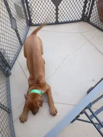BELLA -NEGOTIABLE, a female Rhodesian Ridgeback for sale in Fort Myers, FL – 8 of 9