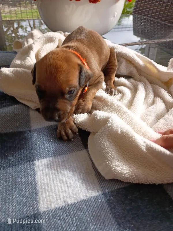 GERONIMO  – Rhodesian Ridgeback puppy for sale in Fort Myers, FL