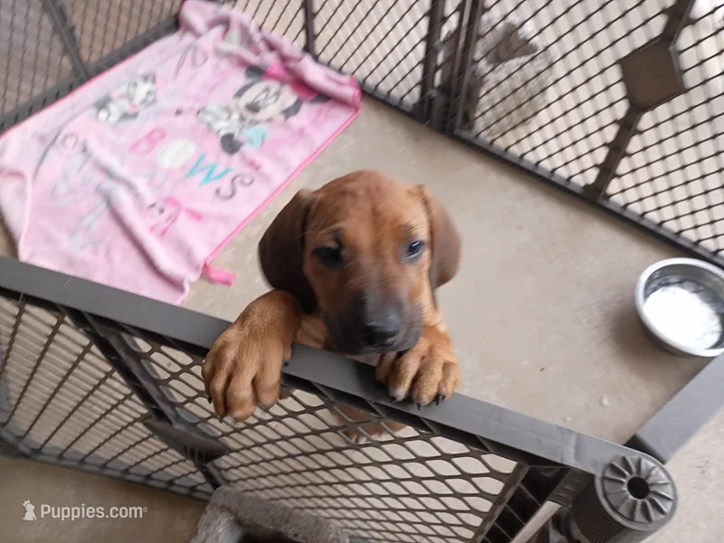 GERONIMO -MALE-NEGOTIABLE – Rhodesian Ridgeback puppy for sale in Fort Myers, FL