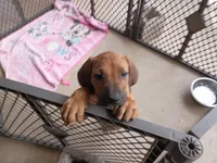 GERONIMO -MALE-NEGOTIABLE, a male Rhodesian Ridgeback for sale in Fort Myers, FL – 1 of 2