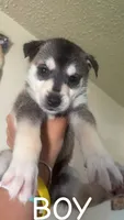 Harlem Huskies, a male Alaskan Husky for sale in New York, NY – 2 of 10