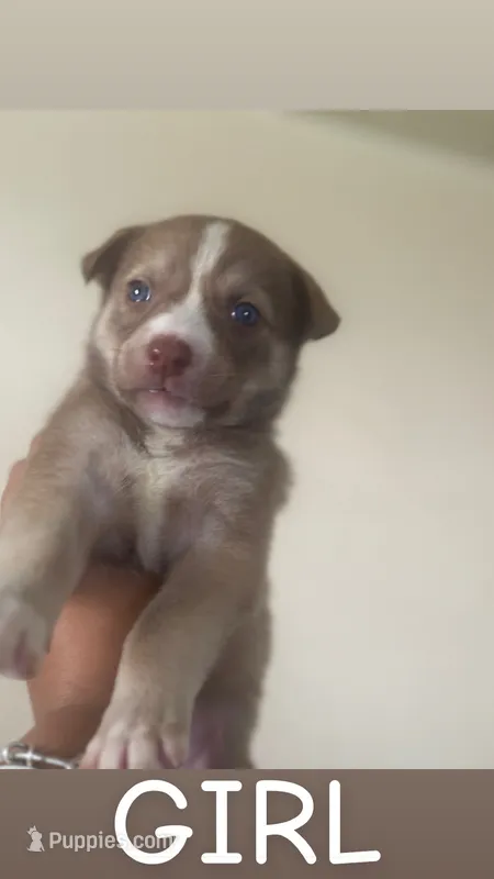 Harlem Huskies – Alaskan Husky puppy for sale in New York, NY