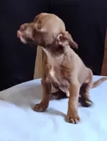 Hershey, a male Chihuahua for sale in New Castle, PA – 2 of 5