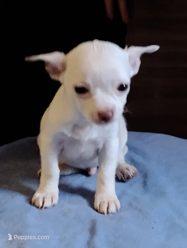 Ice – Chihuahua puppy for sale in New Castle, PA