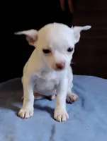 Ice, a male Chihuahua for sale in New Castle, PA – 1 of 3