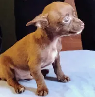 Hershey, a male Chihuahua for sale in New Castle, PA – 3 of 5