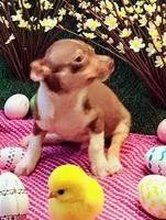 Lil bob, a male Chihuahua for sale in New Castle, PA – Photo 5 of 5