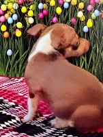 Lil bob, a male Chihuahua for sale in New Castle, PA – Photo 4 of 5