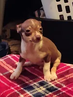 SLIM, a male Chihuahua for sale in New Castle, PA – Photo 8 of 8