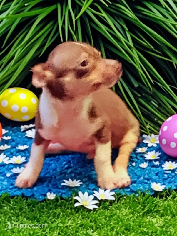 Lil bob – Chihuahua puppy for sale in New Castle, PA