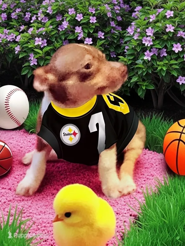 SLIM – Chihuahua puppy for sale in New Castle, PA