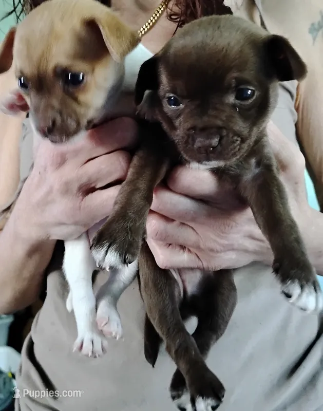 Barkly – Chihuahua puppy for sale in New Castle, PA