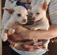 Sugar, a male Chihuahua for sale in New Castle, PA – 5 of 6