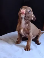 Hershey, a male Chihuahua for sale in New Castle, PA – 4 of 5