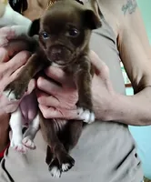 Barkley, a male Chihuahua for sale in New Castle, PA – 3 of 3
