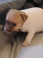 Red, a female Chihuahua for sale in New Castle, PA – 2 of 5