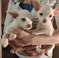 Sugar, a male Chihuahua for sale in New Castle, PA – 4 of 6