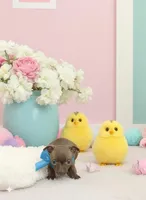 Brownie, a male Chihuahua for sale in New Castle, PA – Photo 2 of 4