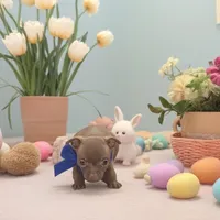 Brownie, a male Chihuahua for sale in New Castle, PA – Photo 3 of 4