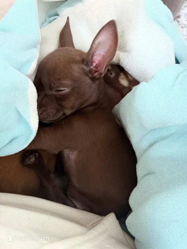 Brownie, a male Chihuahua for sale in New Castle, PA – Photo 1 of 4