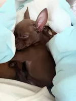 Brownie, a male Chihuahua for sale in New Castle, PA – Photo 1 of 4