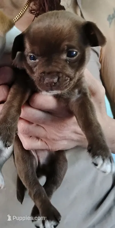 Bear – Chihuahua puppy for sale in New Castle, PA