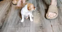 Red, a female Chihuahua for sale in New Castle, PA – 3 of 5