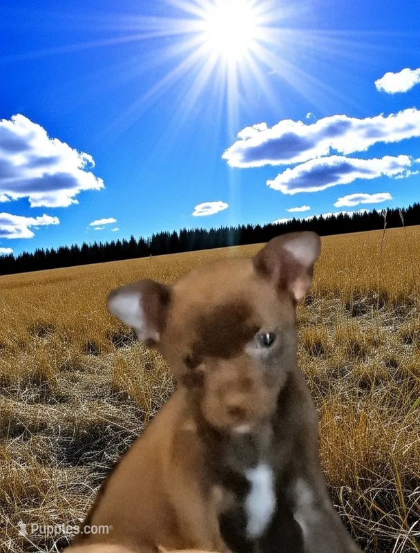 Bear – Chihuahua puppy for sale in New Castle, PA