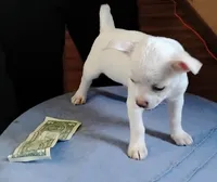 Cotton, a male Chihuahua for sale in New Castle, PA – 5 of 5