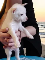 Sugar, a male Chihuahua for sale in New Castle, PA – 3 of 6